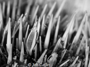 'Holding On' - image of an urchin bumblebee shrimp in b/w by Jim Catlin 